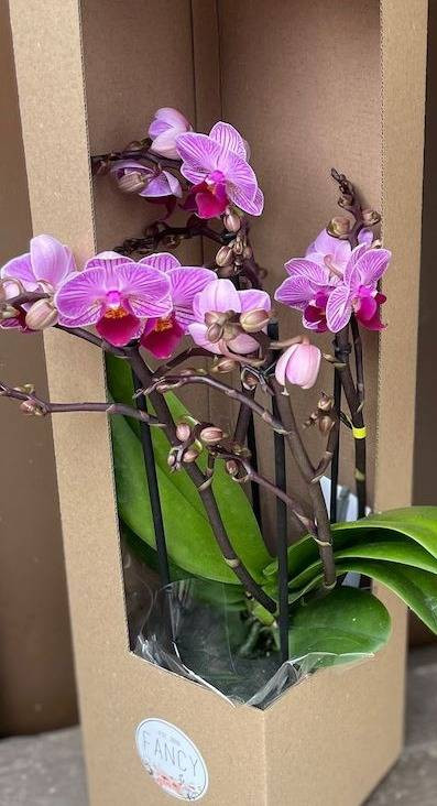 Orhidee Phalaenopsis în Cutie Cadou