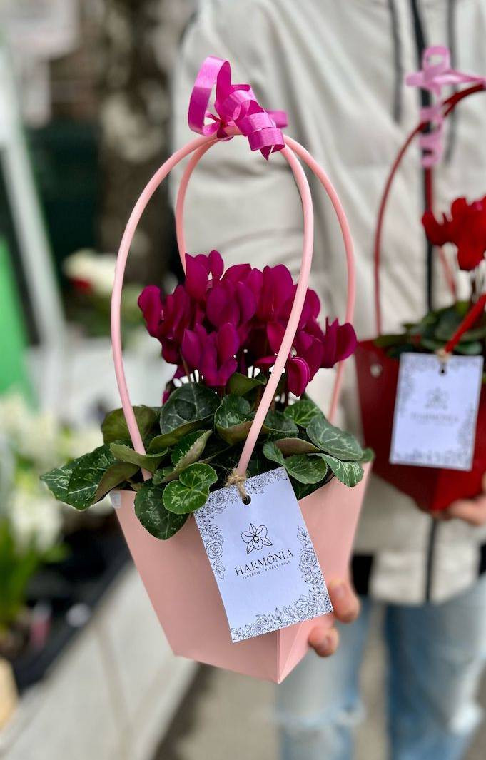 Cyclamen Varianta 1