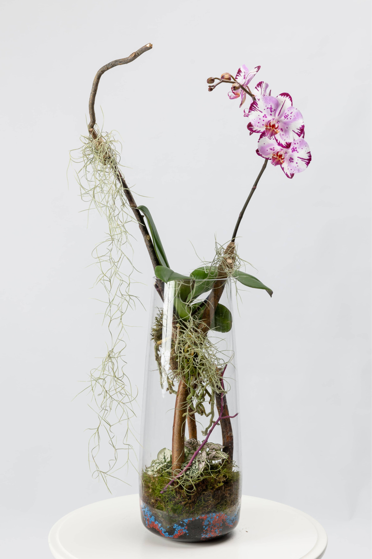 Terariu de Sticlă cu Orhidee Phalaenopsis