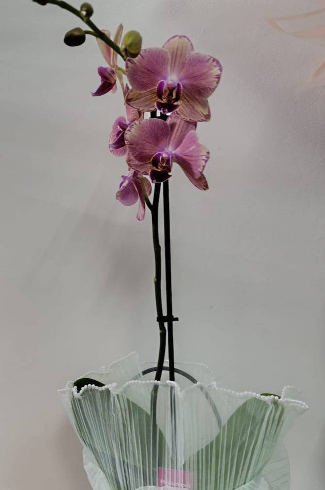 Orhidee Phalaenopsis în Cutie