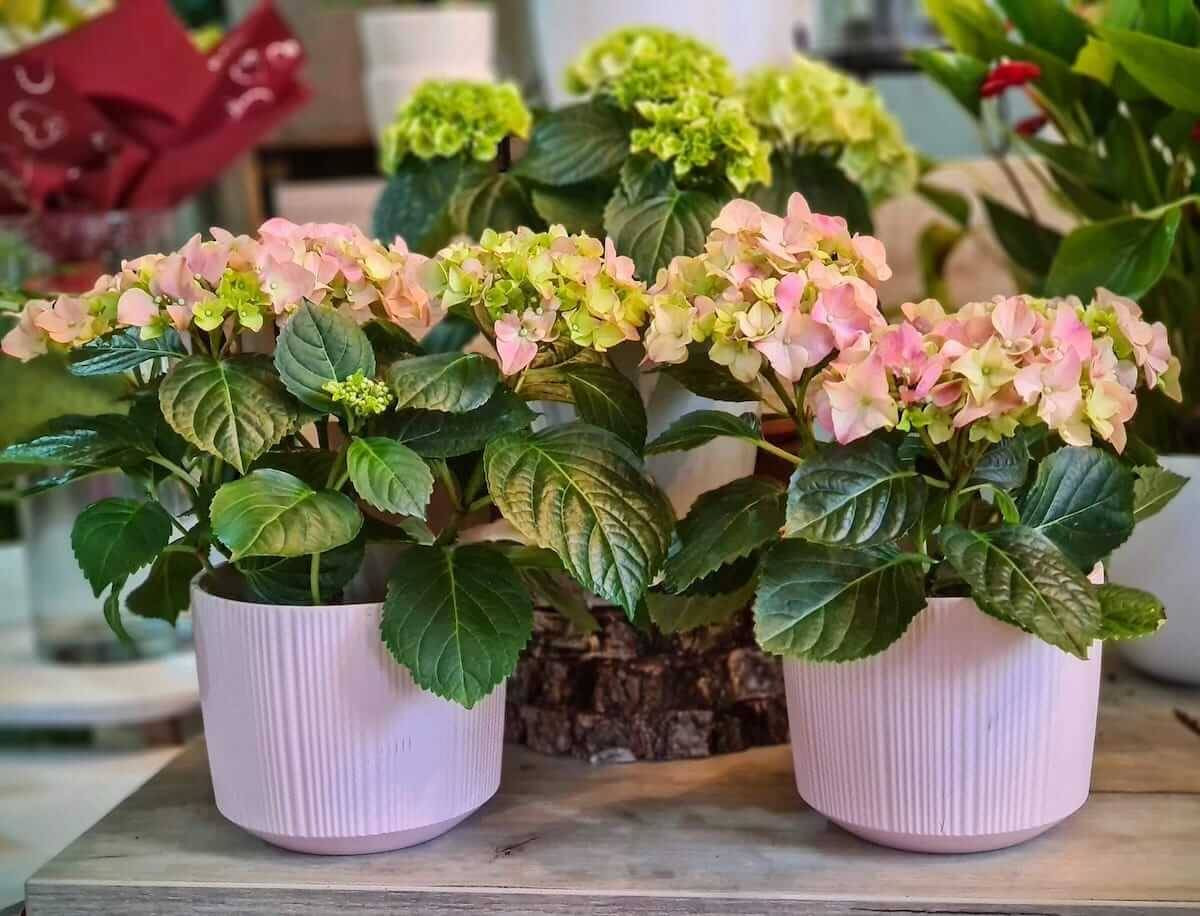 Hortensie în Ghiveci